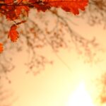 Claudeとは何か？その魅力に迫る
