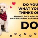 002犬が飼い主を見下している時にする行動5選【impact! ] 5 things dogs do when they look down on their owners!