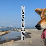 #28 【柴犬散歩】しつけ教室のお散歩会に参加した柴犬がとても楽しそうだった日