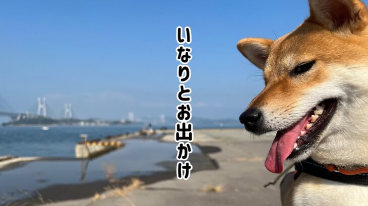 #28 【柴犬散歩】しつけ教室のお散歩会に参加した柴犬がとても楽しそうだった日