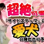 【犬の芸】超絶可愛い♡「サイドステップ」の教え方3ステップ。愛犬の寝たきり予防にも！！