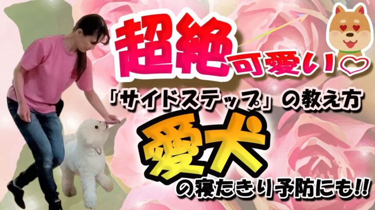 【犬の芸】超絶可愛い♡「サイドステップ」の教え方3ステップ。愛犬の寝たきり予防にも！！