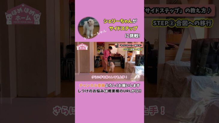 【犬の芸】超絶可愛い♡「サイドステップ」の教え方3ステップ。愛犬の寝たきり予防にも！！ #shrots