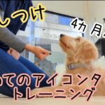 犬のトレーニング方法【アイコンタクト】を4ヵ月の子犬に教えてみた