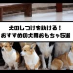 犬のしつけを助ける！おすすめの犬用おもちゃ5選