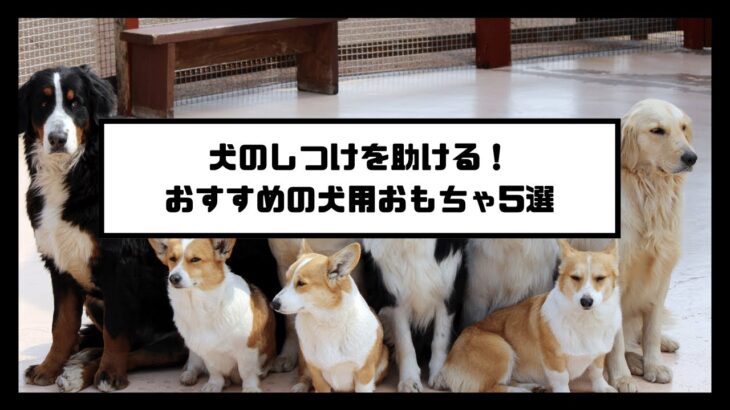 犬のしつけを助ける！おすすめの犬用おもちゃ5選