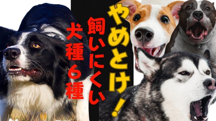 【マジでやめとけ！】意外と飼いにくい犬種6種とその理由