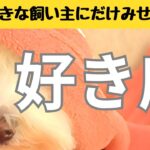 犬が「家族で一番好きな」飼い主にだけ見せる行動7選