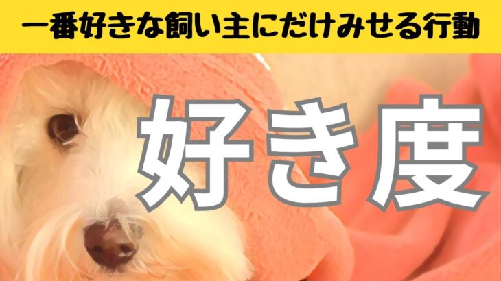 犬が「家族で一番好きな」飼い主にだけ見せる行動7選