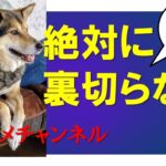 愛犬は飼い主を絶対に裏切らない ‐ Clipchampで作成 1　#くろまめチャンネル#犬散歩#愛玩犬#しつけ #保護犬