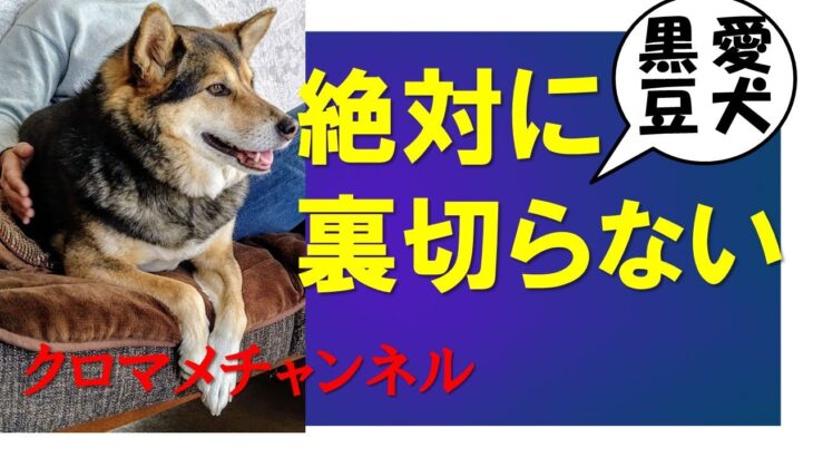 愛犬は飼い主を絶対に裏切らない ‐ Clipchampで作成 1　#くろまめチャンネル#犬散歩#愛玩犬#しつけ #保護犬