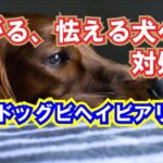 怖がる怯える犬への対処法について解説 ：DOGGY STATION Vol.＊＊＊/犬のしつけ・問題行動・犬の心理学・犬の行動学・ドッグビヘイビアリスト