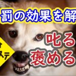 犬の行動に罰を使うとどうなるのかについて解説：DOGGY STATION Vol.解説編/犬のしつけ・問題行動・犬の心理学・犬の行動学・ドッグビヘイビアリスト