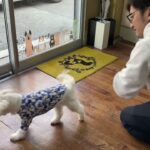 MIX犬の”勇人くん”と”ベルタッチ”のステップアップ！