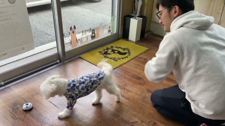 MIX犬の”勇人くん”と”ベルタッチ”のステップアップ！