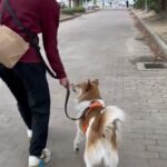 MIX犬の”ルイちゃん”と散歩トレーニング！