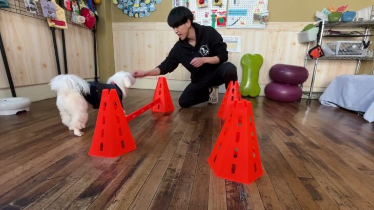 MIX犬の”ちゃちゃくん”と”ハードル”に挑戦！