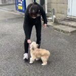 MIX犬の”ニモくん”と散歩トレーニング！