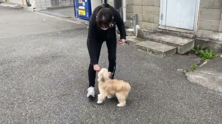 MIX犬の”ニモくん”と散歩トレーニング！