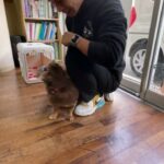 MIX犬の”小太郎くん”と”ハウス”の練習！