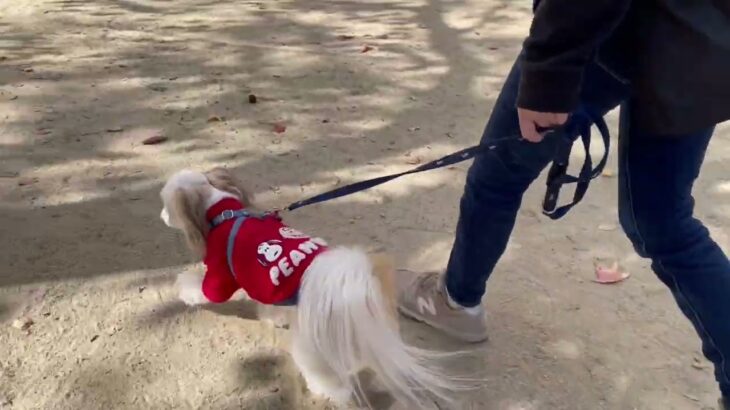 MIX犬の”こころくん”と散歩トレーニング！