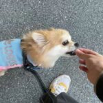 MIX犬の”ぽんたくん”と散歩トレーニング！