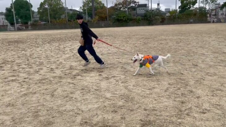 MIX犬の”リズちゃん”と散歩トレーニング！