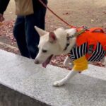 MIX犬の”リズちゃん”と散歩トレーニングをしています！