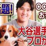 【大谷翔平の犬】祝MVP！プロ目線で大谷翔平のわんちゃんを解説！【犬のしつけ】