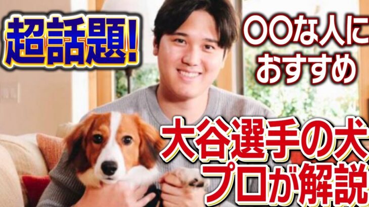 【大谷翔平の犬】祝MVP！プロ目線で大谷翔平のわんちゃんを解説！【犬のしつけ】