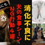 【消化不良・要求吠え】犬が食事をするときのNG行動4選