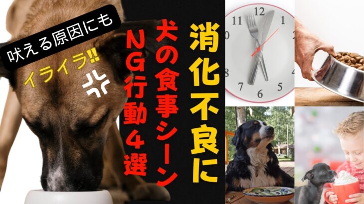 【消化不良・要求吠え】犬が食事をするときのNG行動4選