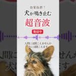 【無音】犬が鳴き止む超音波。愛犬のしつけや無駄吠え対策に効果的 #Shorts