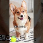 新飼い主のための犬との生活スタートガイド #犬のいる暮らし #いぬのいる暮らし #多頭飼い #犬 #Shorts