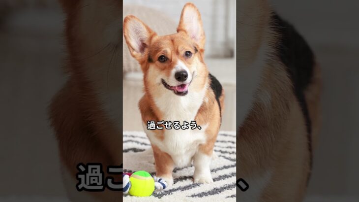 新飼い主のための犬との生活スタートガイド #犬のいる暮らし #いぬのいる暮らし #多頭飼い #犬 #Shorts