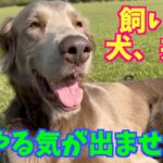 お久しぶりのYouTubeにやる気が出ないお犬様と飼い主をお許しください。