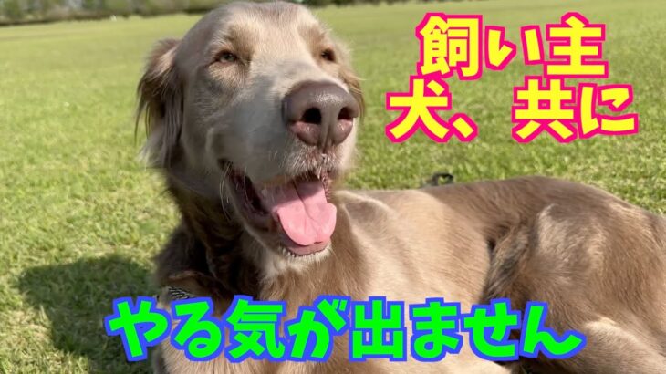 お久しぶりのYouTubeにやる気が出ないお犬様と飼い主をお許しください。