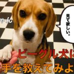 ビーグル犬にお手を教えてみた#beagle #いぬ