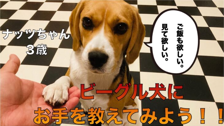 ビーグル犬にお手を教えてみた#beagle #いぬ