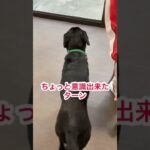 犬の動きが変わるのは左手にコツあり！ #dog #ラブラドールレトリバー #黒ラブ