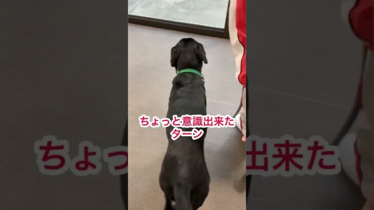 犬の動きが変わるのは左手にコツあり！ #dog #ラブラドールレトリバー #黒ラブ