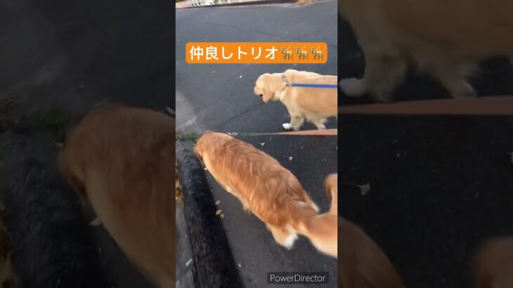 皆んなでお散歩🦮 #いぬすたぐらむ #dog #犬のいる暮らし #かわいい犬 #ゴールデンレトリバー #goldenretriever