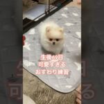 【可愛すぎるおすわり練習】#犬#ポメラニアン#ポメラニアン子犬#子なし夫婦#子犬#賃貸#かわいい#動物#ペット #dog#犬しつけ #かわいい犬 #pomeranian#pomeranianpuppy