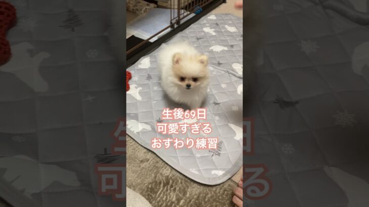 【可愛すぎるおすわり練習】#犬#ポメラニアン#ポメラニアン子犬#子なし夫婦#子犬#賃貸#かわいい#動物#ペット #dog#犬しつけ #かわいい犬 #pomeranian#pomeranianpuppy