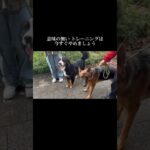 治そうとすると失敗します #doglibre #ドッグトレーニング #犬のしつけ