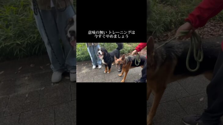 治そうとすると失敗します #doglibre #ドッグトレーニング #犬のしつけ