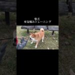 毎日の積み重ね #doglibre #ドッグトレーニング #犬のしつけ