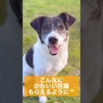 【犬 写真】いつでもカメラ目線になってくれる、チーズ📸の教え方 #犬のトレーニング #ドッグトレーニング #dogtraining #犬のいる暮らし #ドッグトレーナー  #犬のしつけ #short