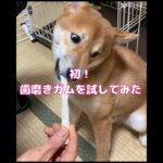 焦燥感！歯磨きに手こずる#柴犬#しばいぬ#赤柴#柴犬のいる暮らし#しつけ#いぬのいる生活#しつけ#歯磨き#歯磨きガム#shibainu#dog