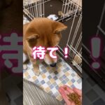 待て！できるかな#柴犬#柴犬のいる暮らし#しばいぬ#赤柴#しつけ#shibainu#dog